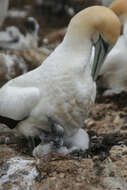 Image of Australasian Gannet