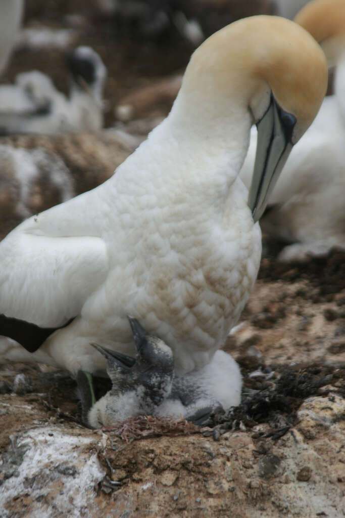 Image of Australasian Gannet