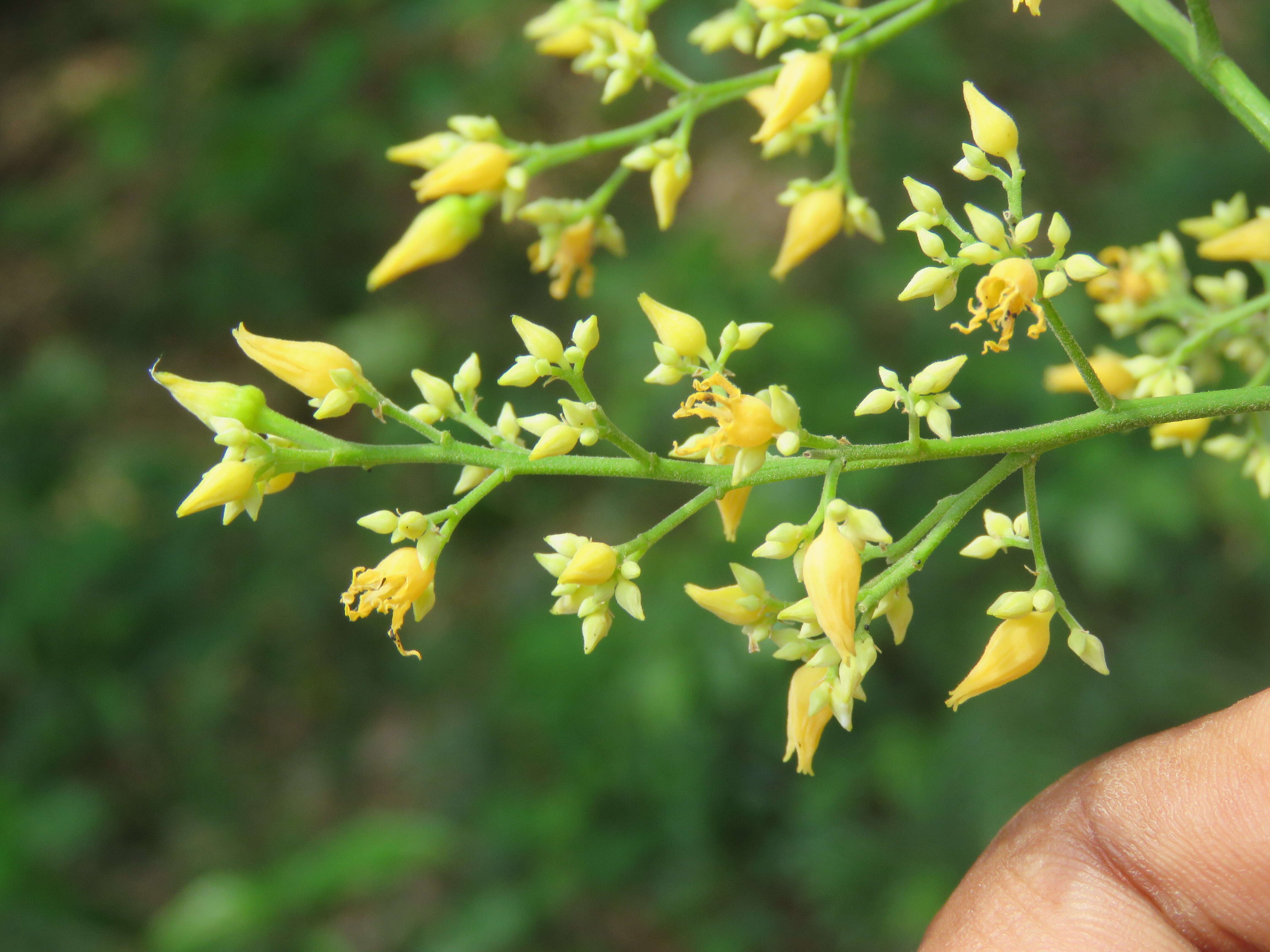 Image of Para rubber tree