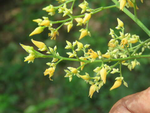 Image of Para rubber tree