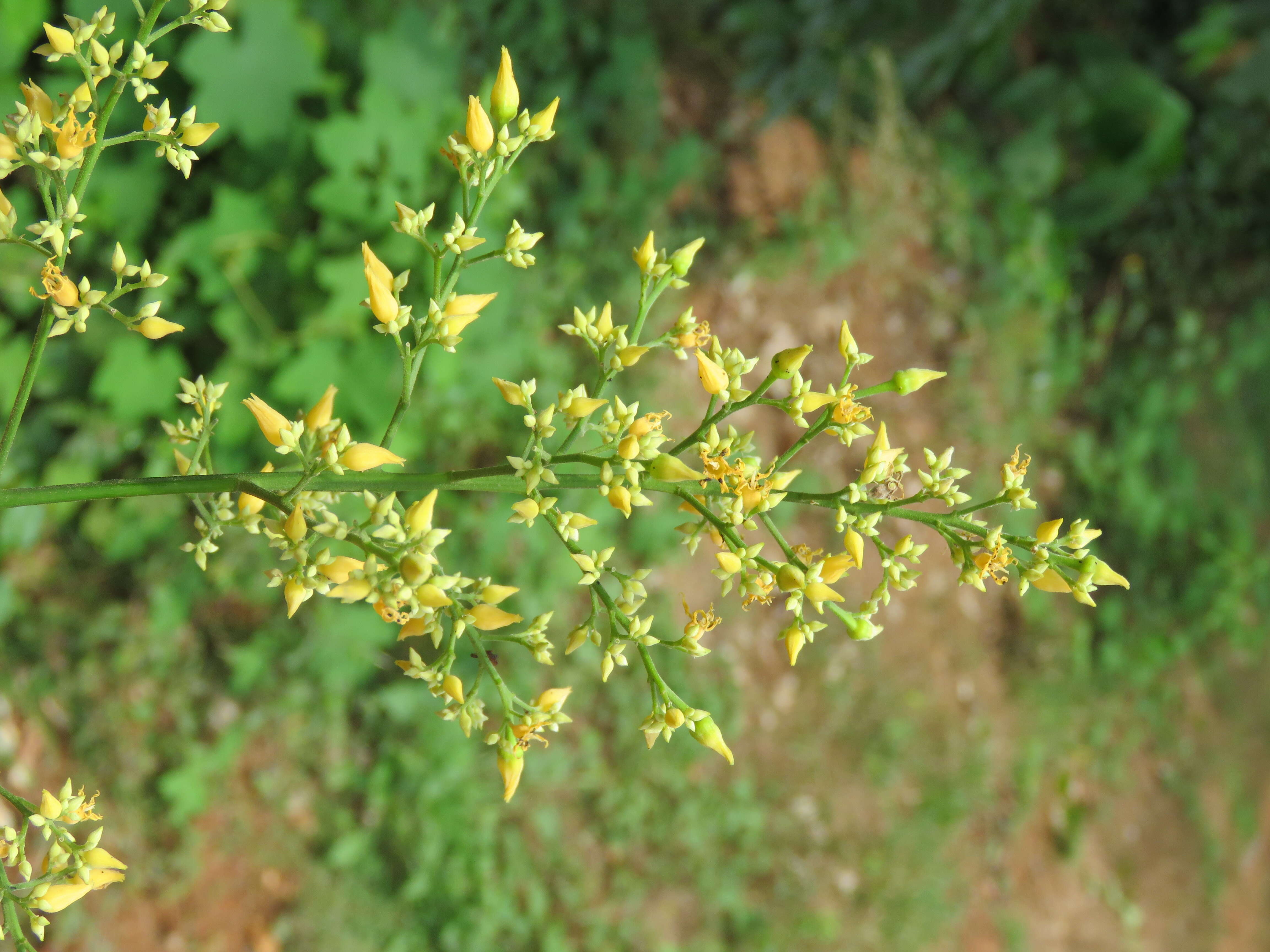 Image of Para rubber tree