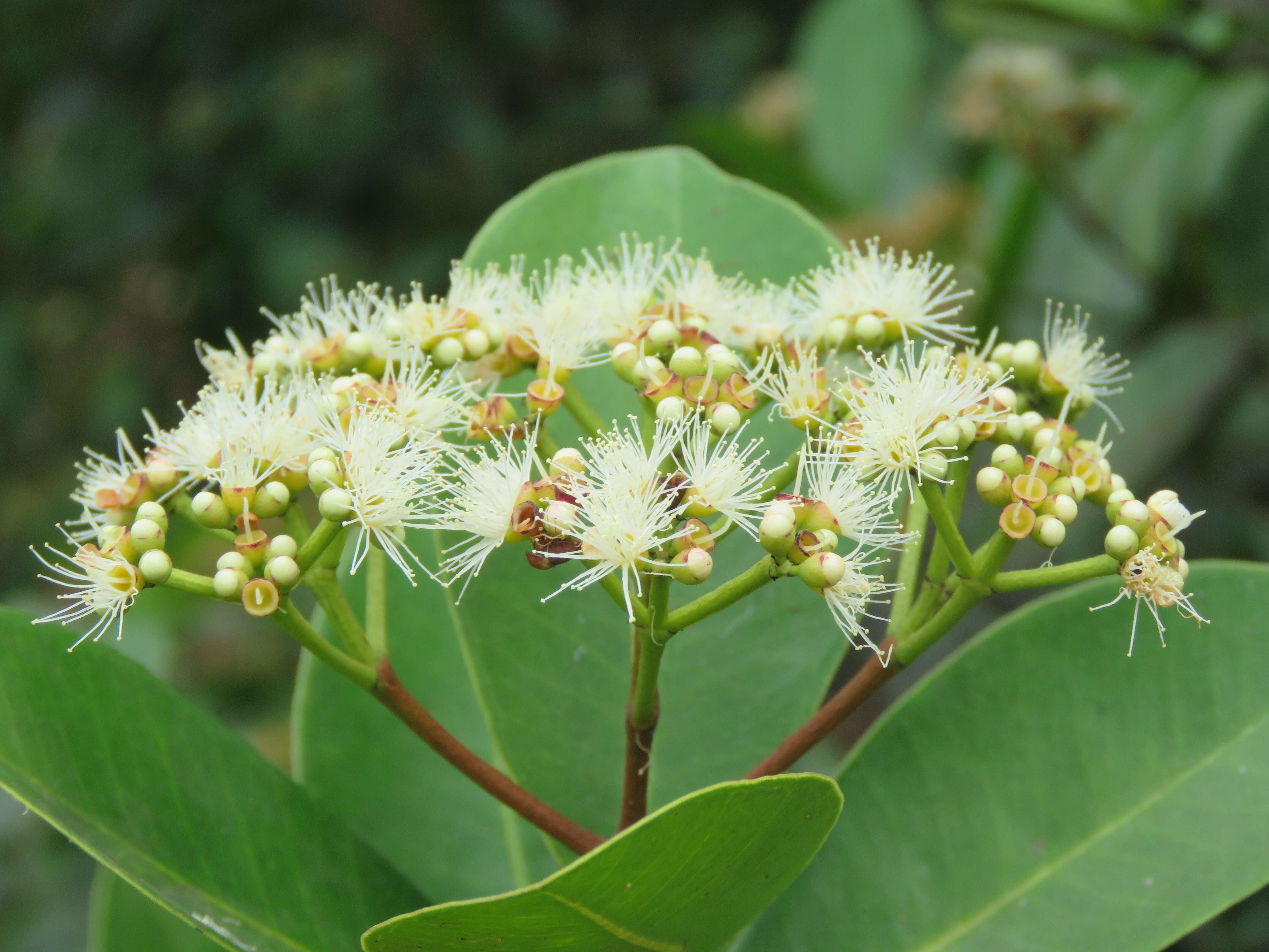 Image of Syzygium caryophyllatum (L.) Alston