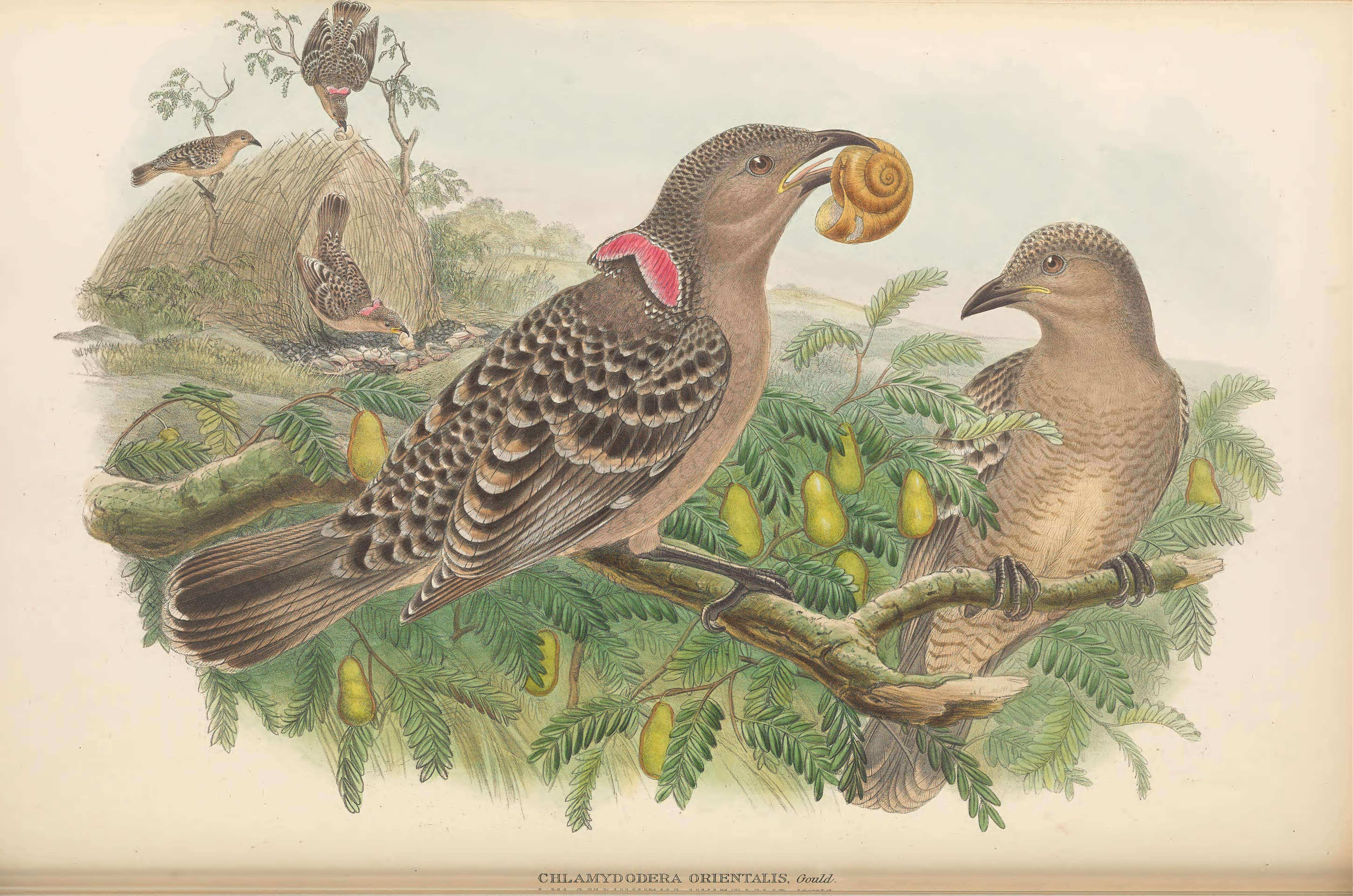 Image of Great Bowerbird