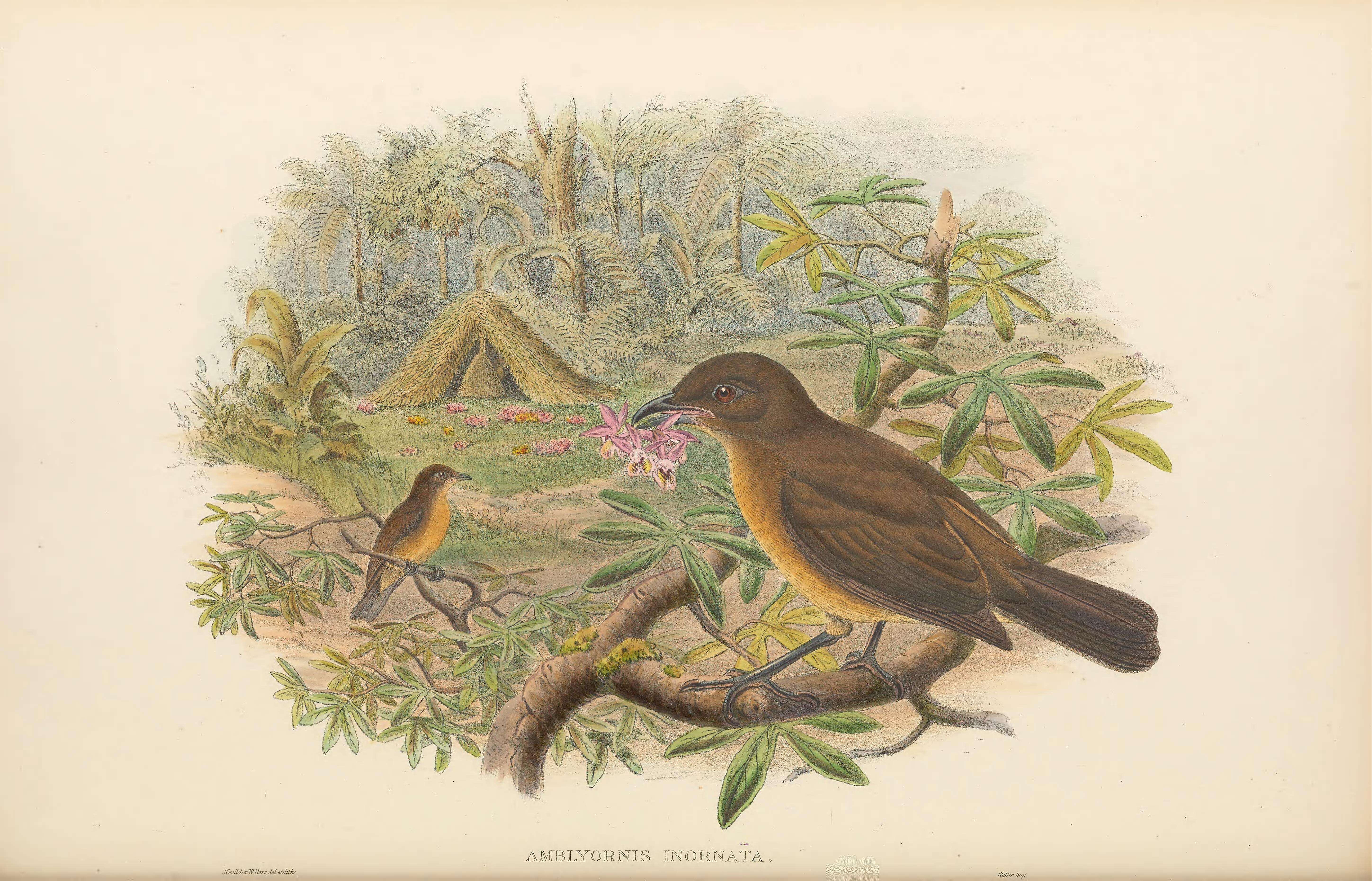 Image of Vogelkop Bowerbird