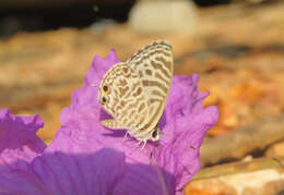 Image of Leptotes plinius