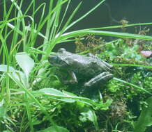 Image of Kajika Frog