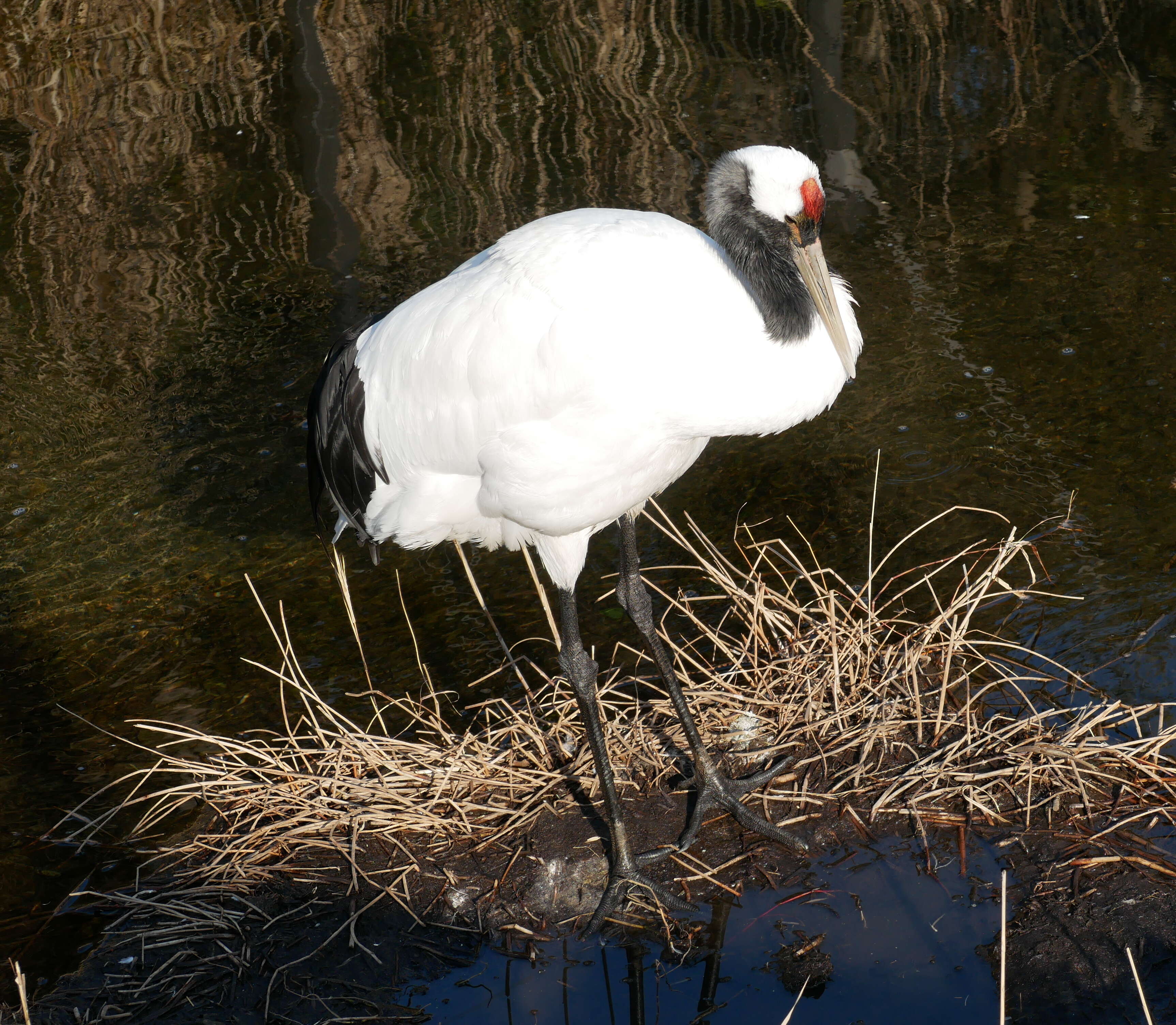 Image of Japanese Crane