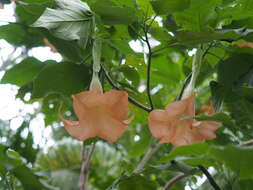 Image of arborescent angel's-tears