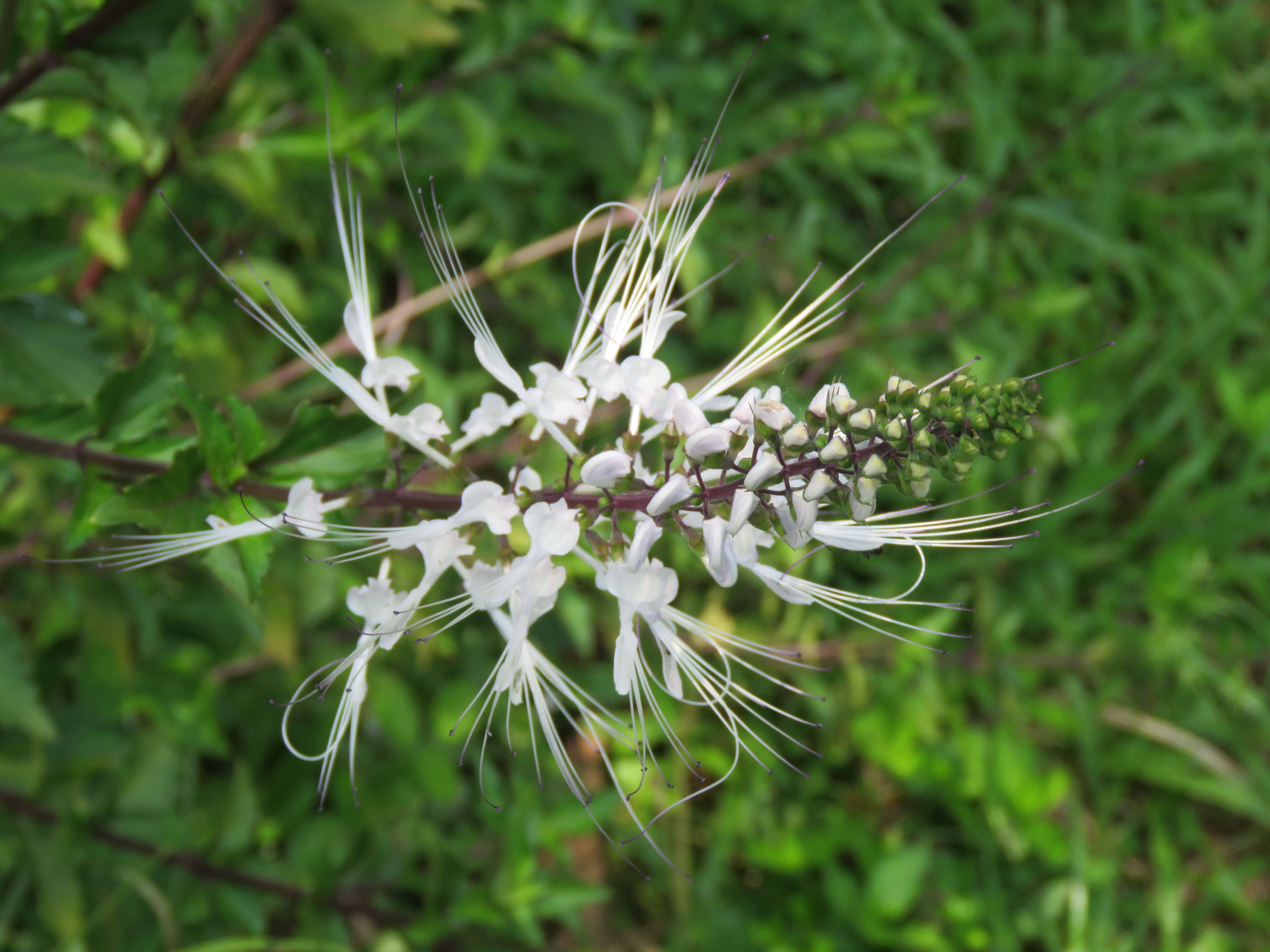 Image of Orthosiphon aristatus var. aristatus