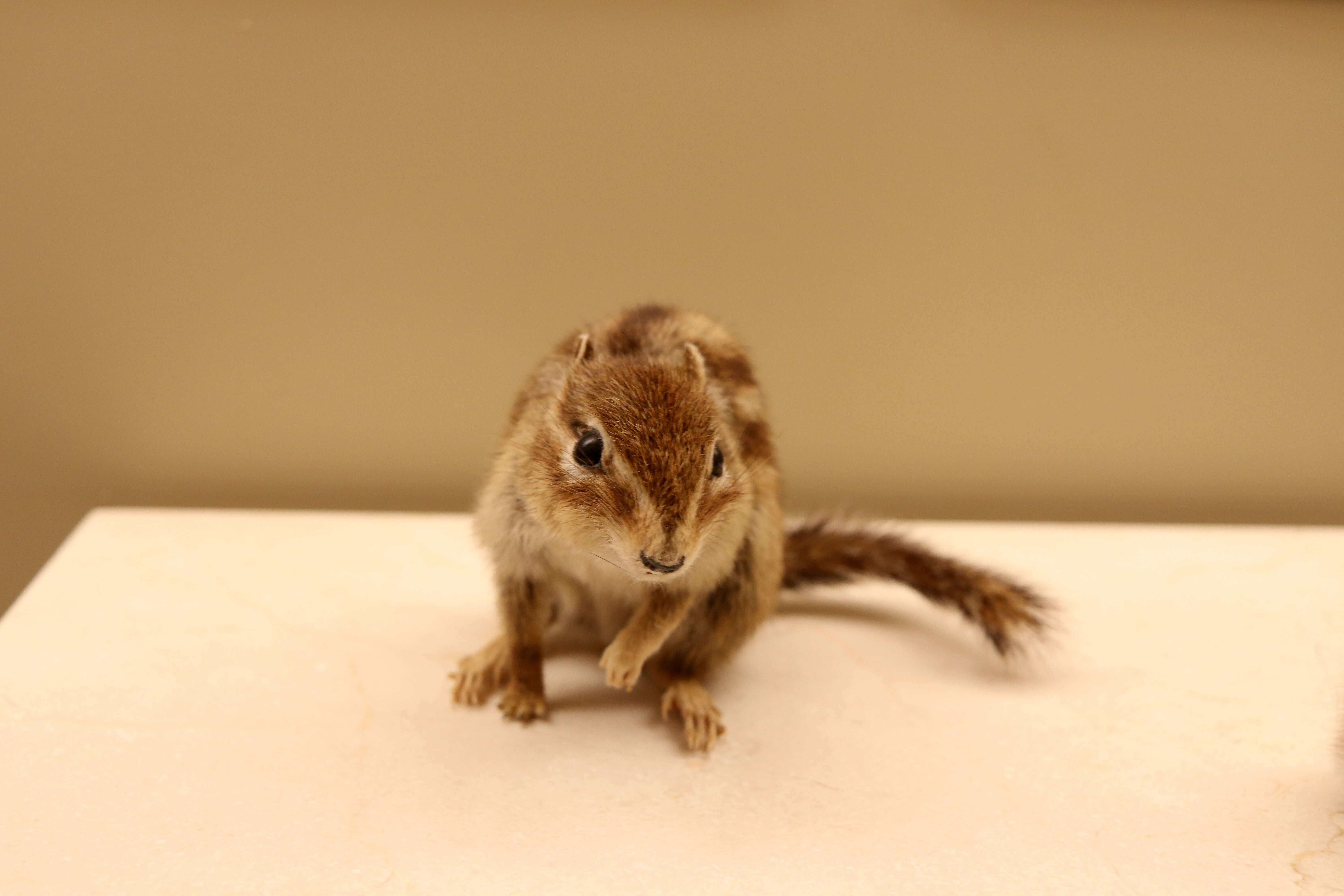 Image of Cambodian Striped Squirrel