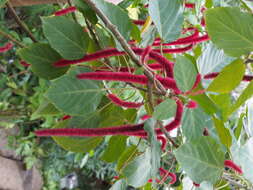 Imagem de Acalypha hispida Burm. fil.