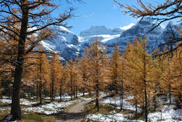 Image of Alpine Larch