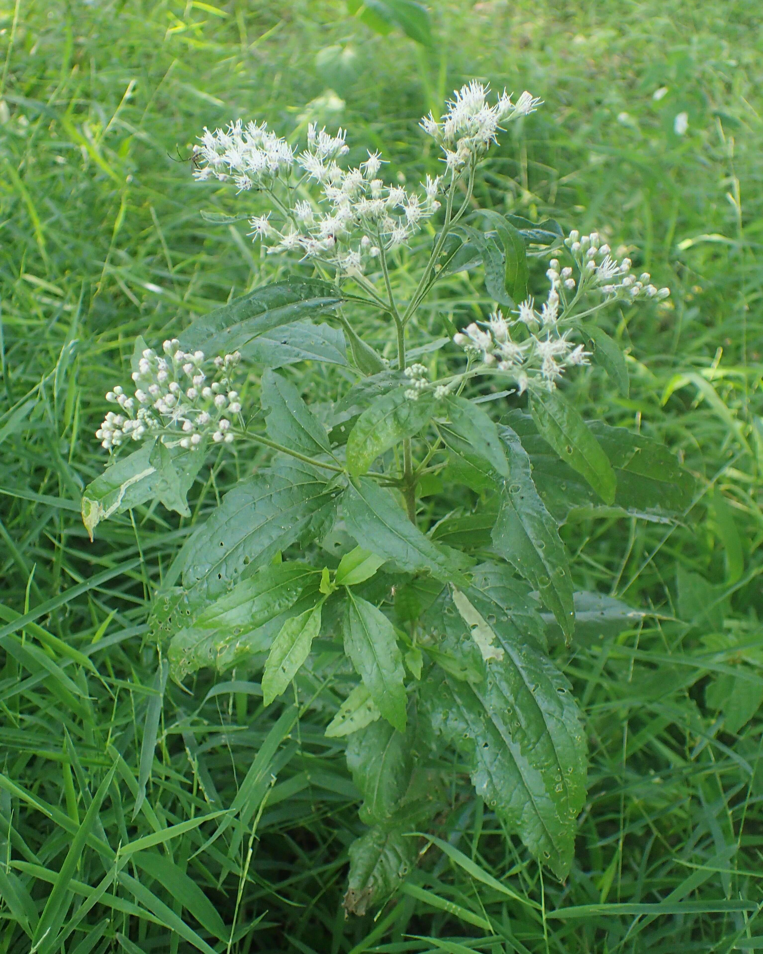 Image of lateflowering thoroughwort