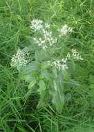 Image of lateflowering thoroughwort