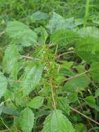 Image of California nettle