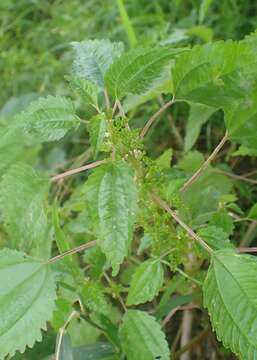 Слика од Urtica gracilis subsp. gracilis