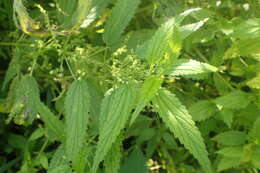 Image of California nettle