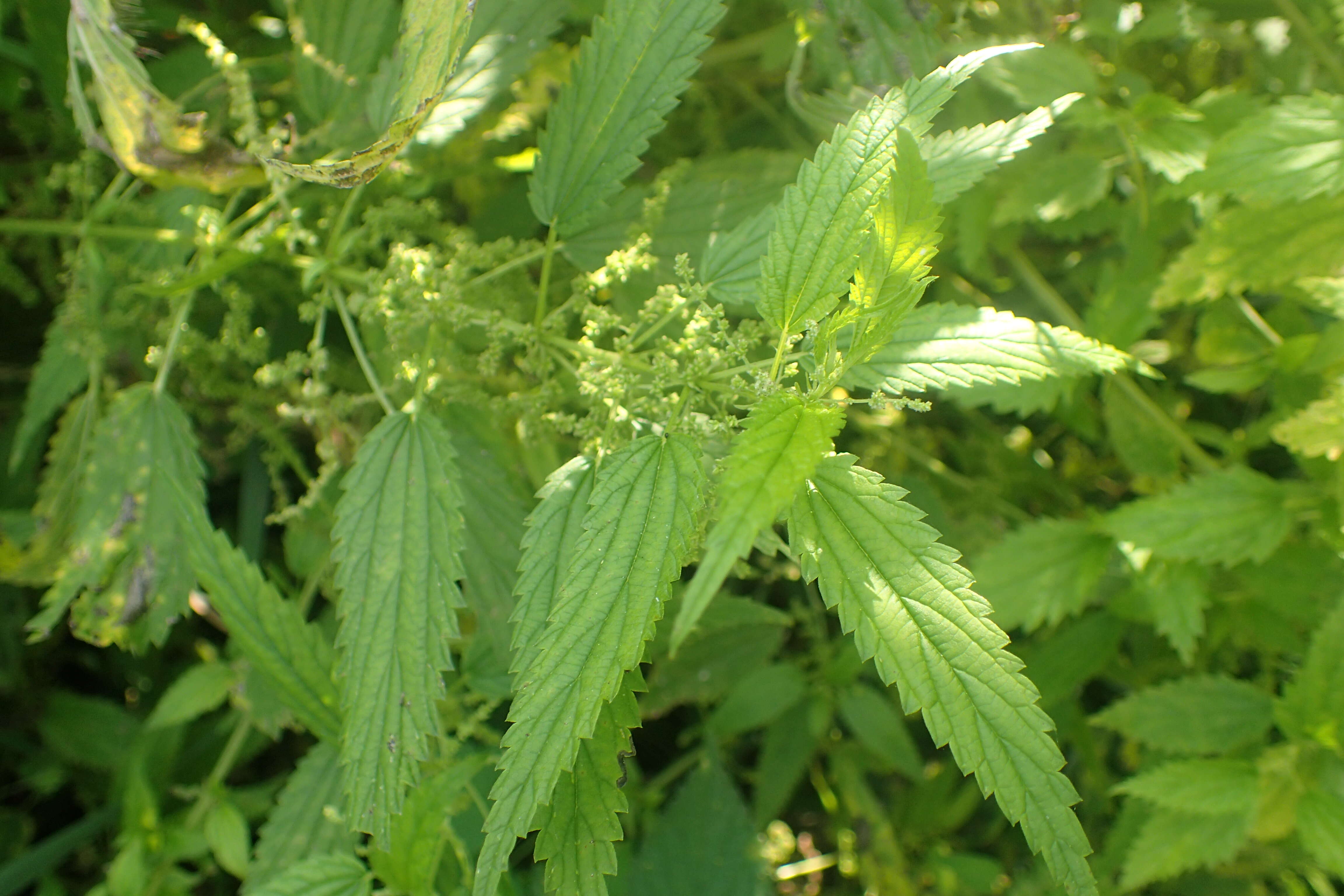 Image of California nettle