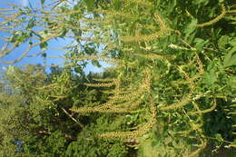 Image of great ragweed