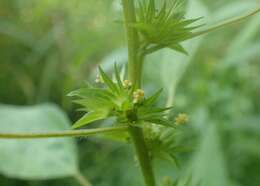 Imagem de Acalypha virginica var. rhomboidea (Raf.) Cooperr.