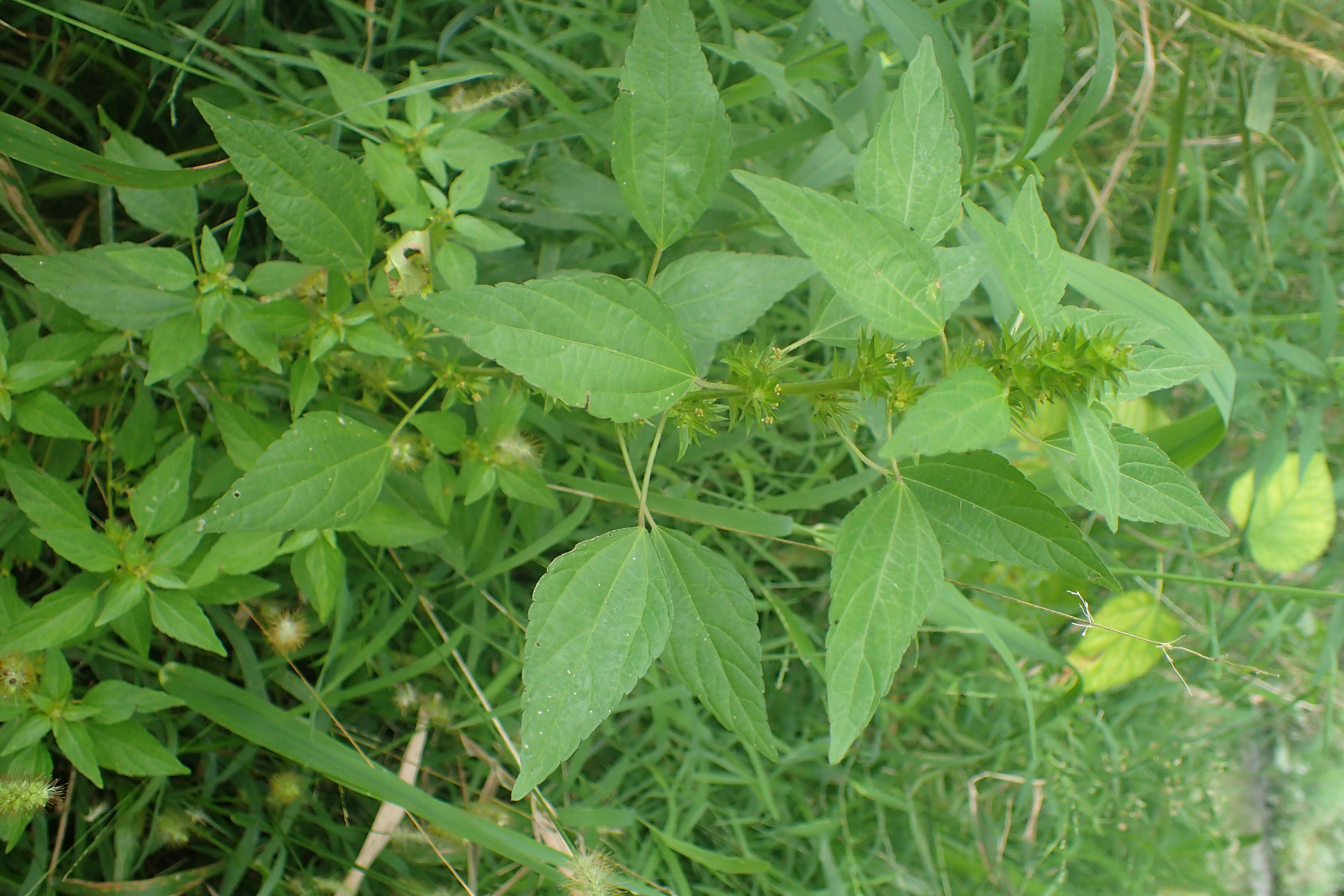 Imagem de Acalypha virginica var. rhomboidea (Raf.) Cooperr.