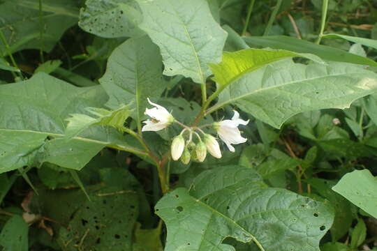 Plancia ëd Solanum carolinense L.