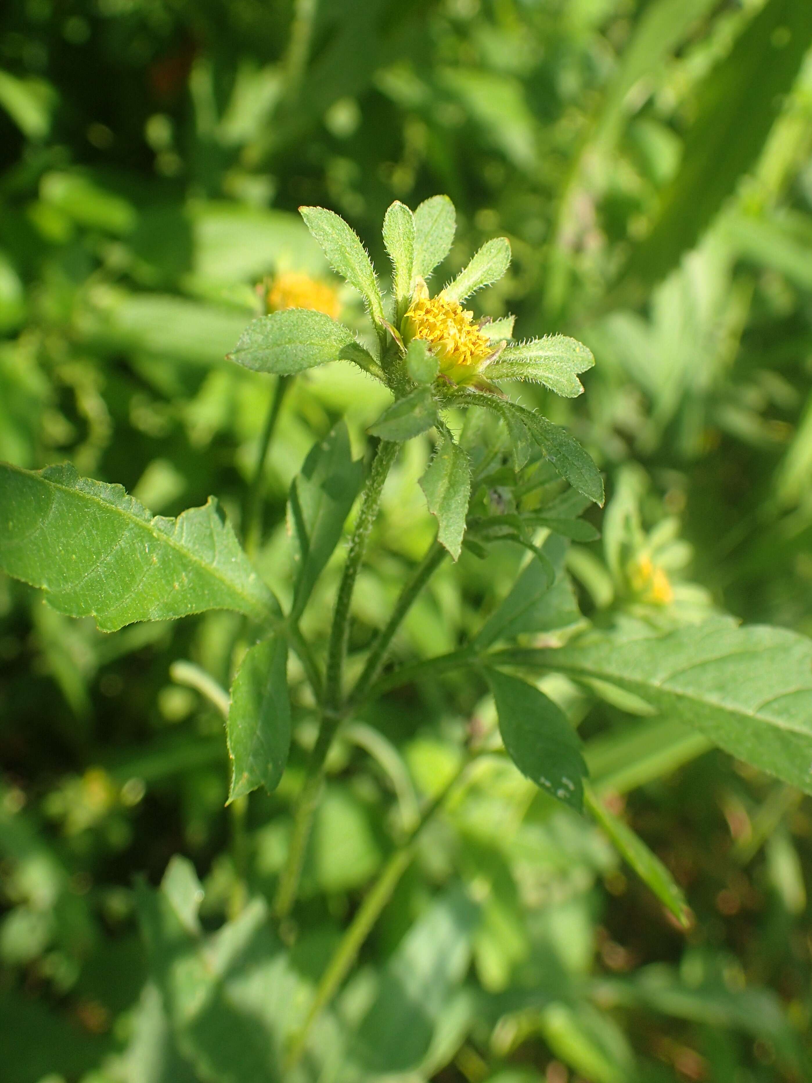 Image of devil's beggartick