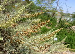 Image of coastal sagebrush