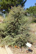 Image of coastal sagebrush