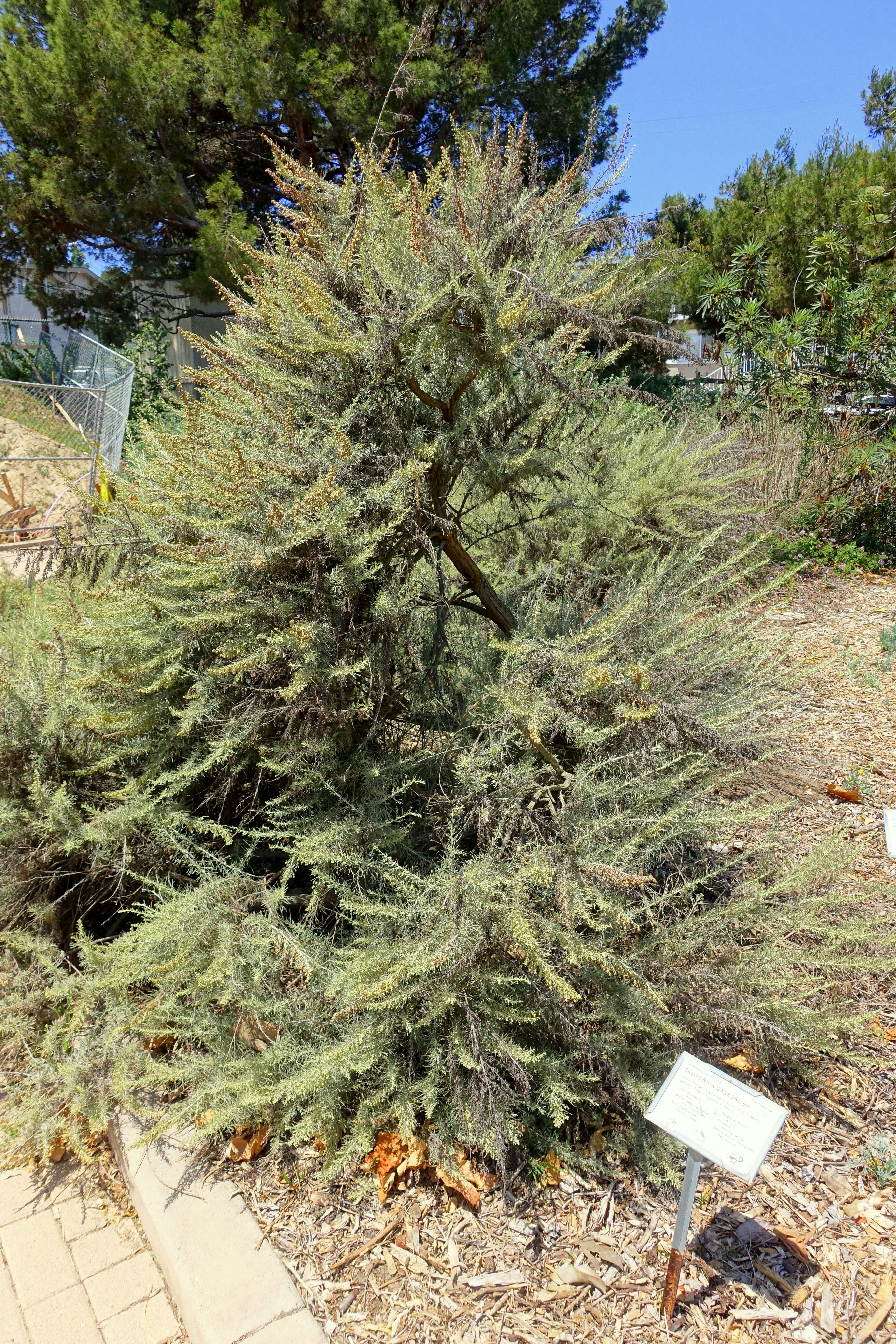 Image of coastal sagebrush