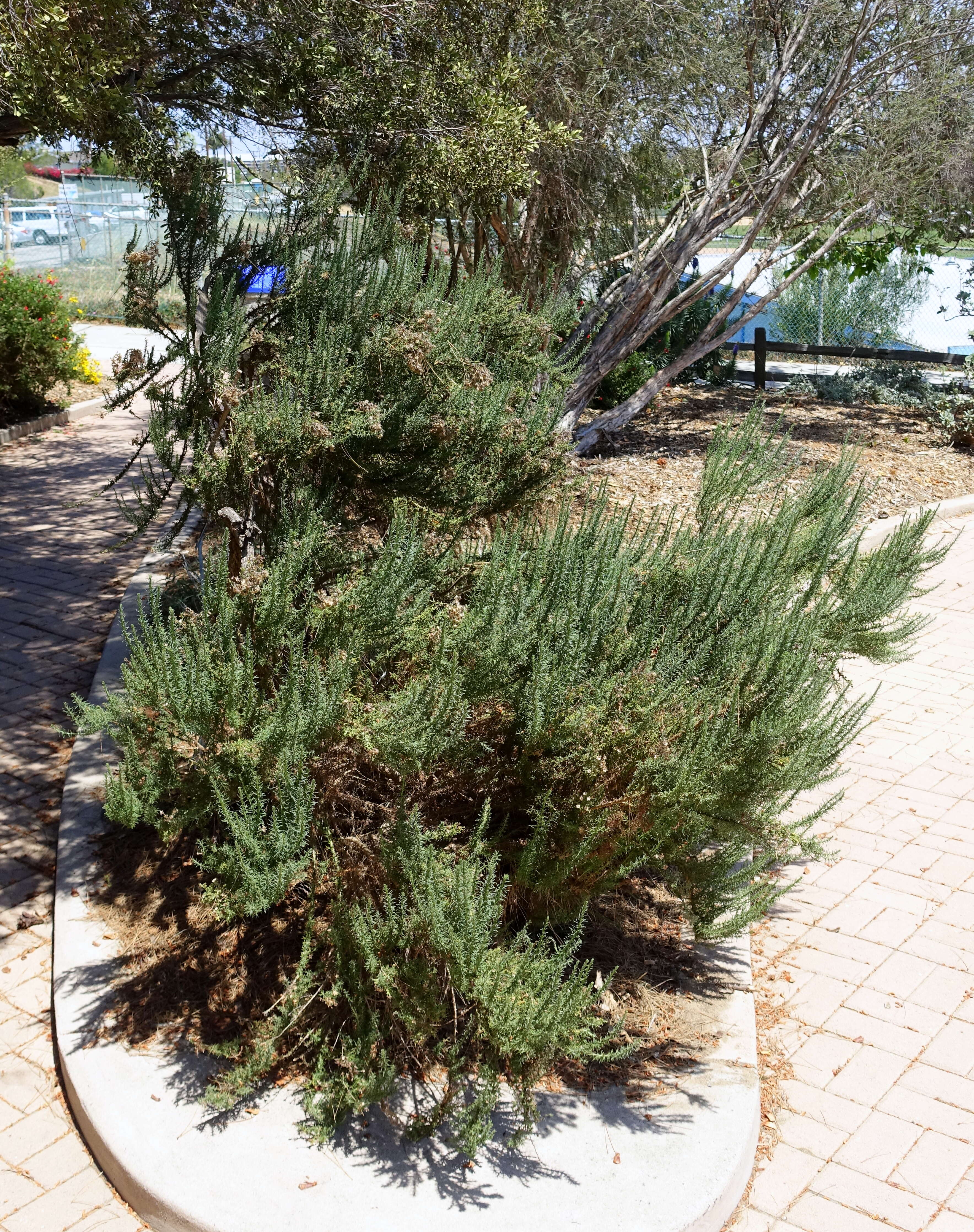 Image of California goldenbush