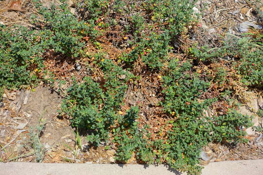 Imagem de Eriogonum parvifolium Sm.