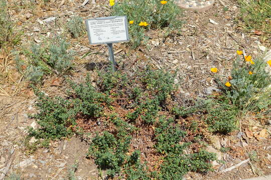 Image of seacliff buckwheat