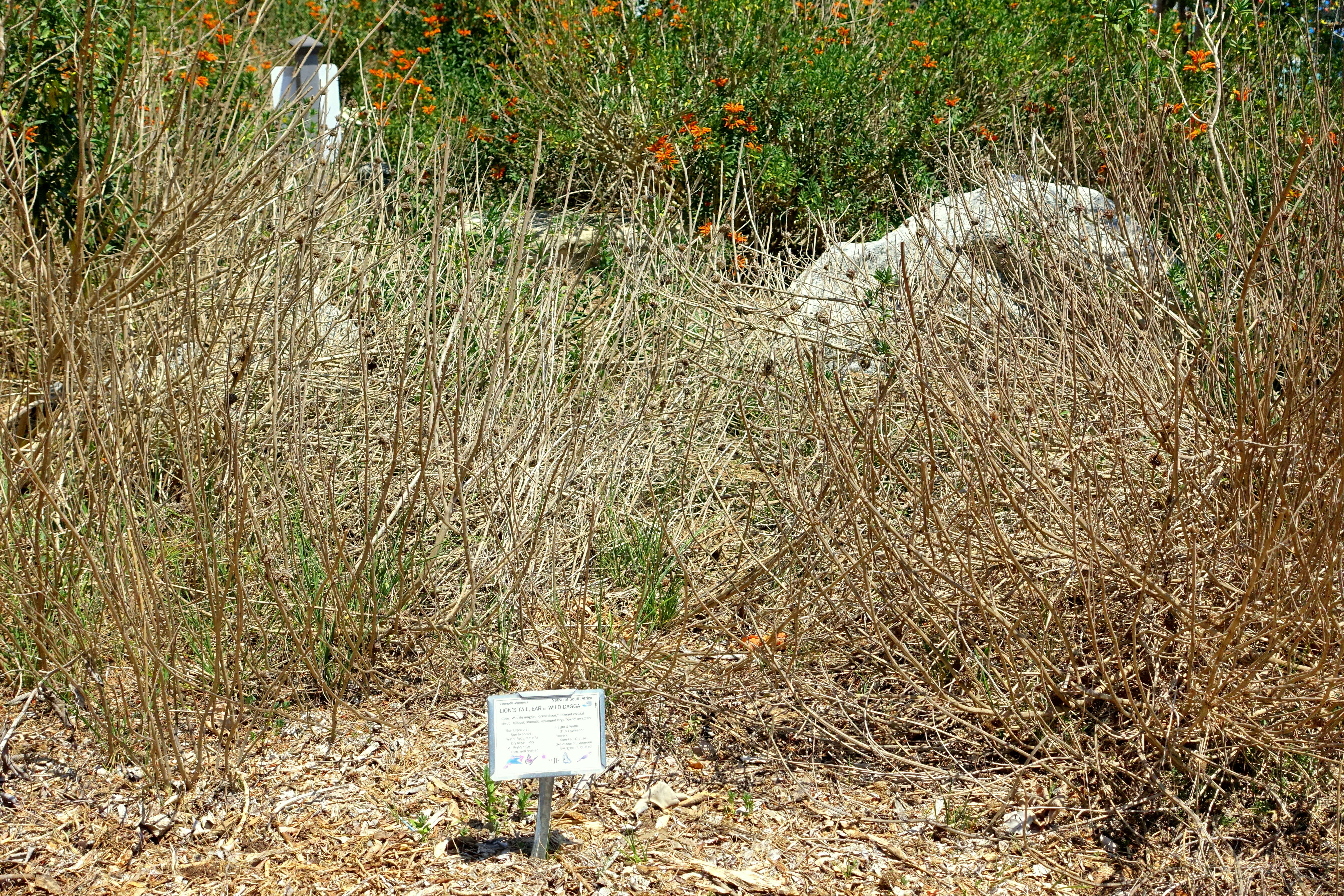 Image of lion's ear