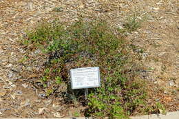 Image of desert wishbone-bush