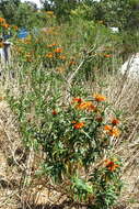 Image of lion's ear