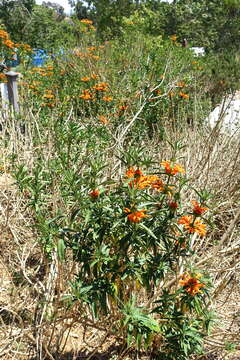 Leonotis leonurus (L.) R. Br. resmi