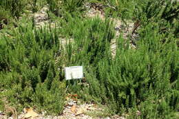 Image of Rosemary