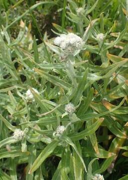 Imagem de Anaphalis margaritacea (L.) Benth.