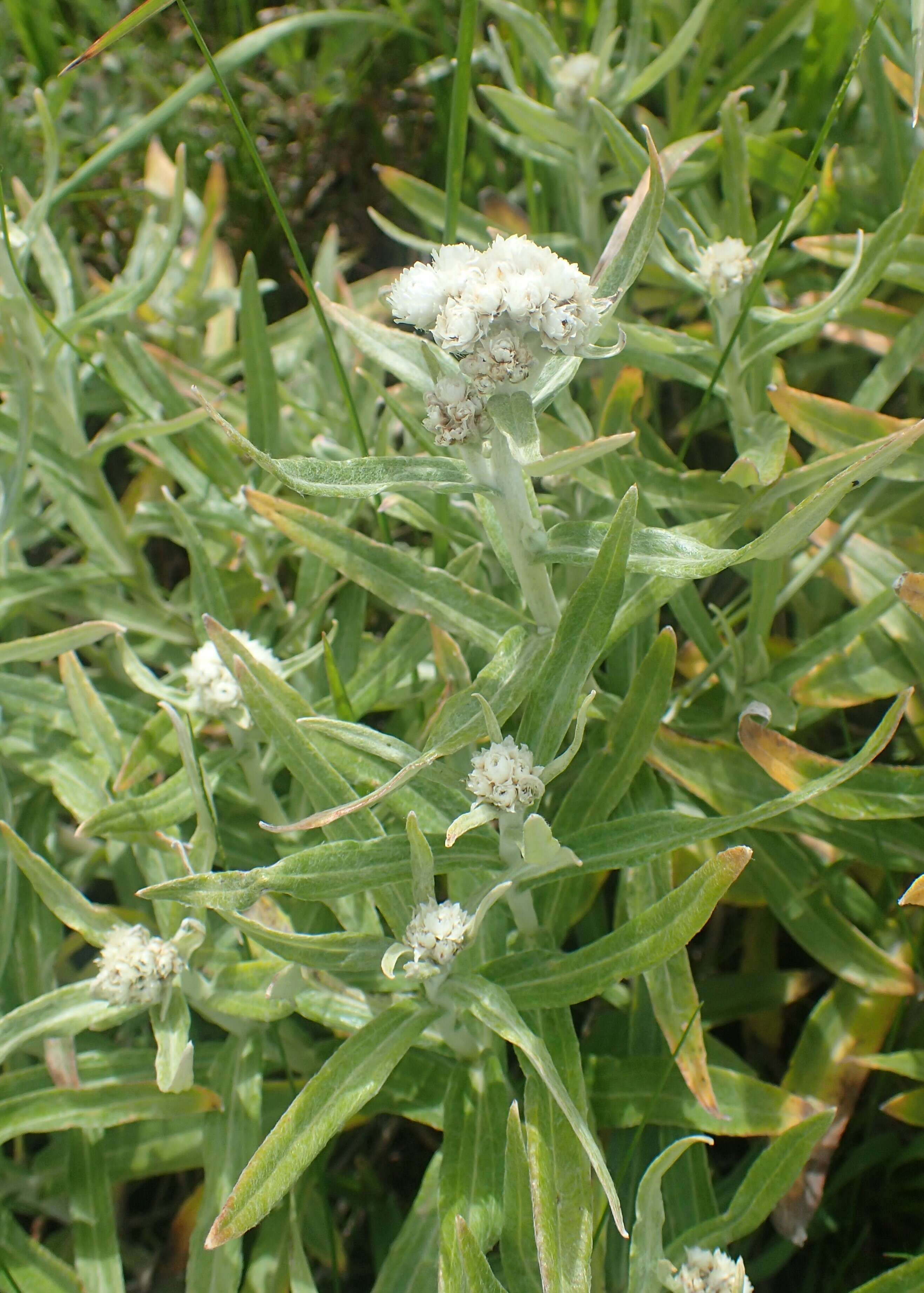 Image of Pearly Everlasting