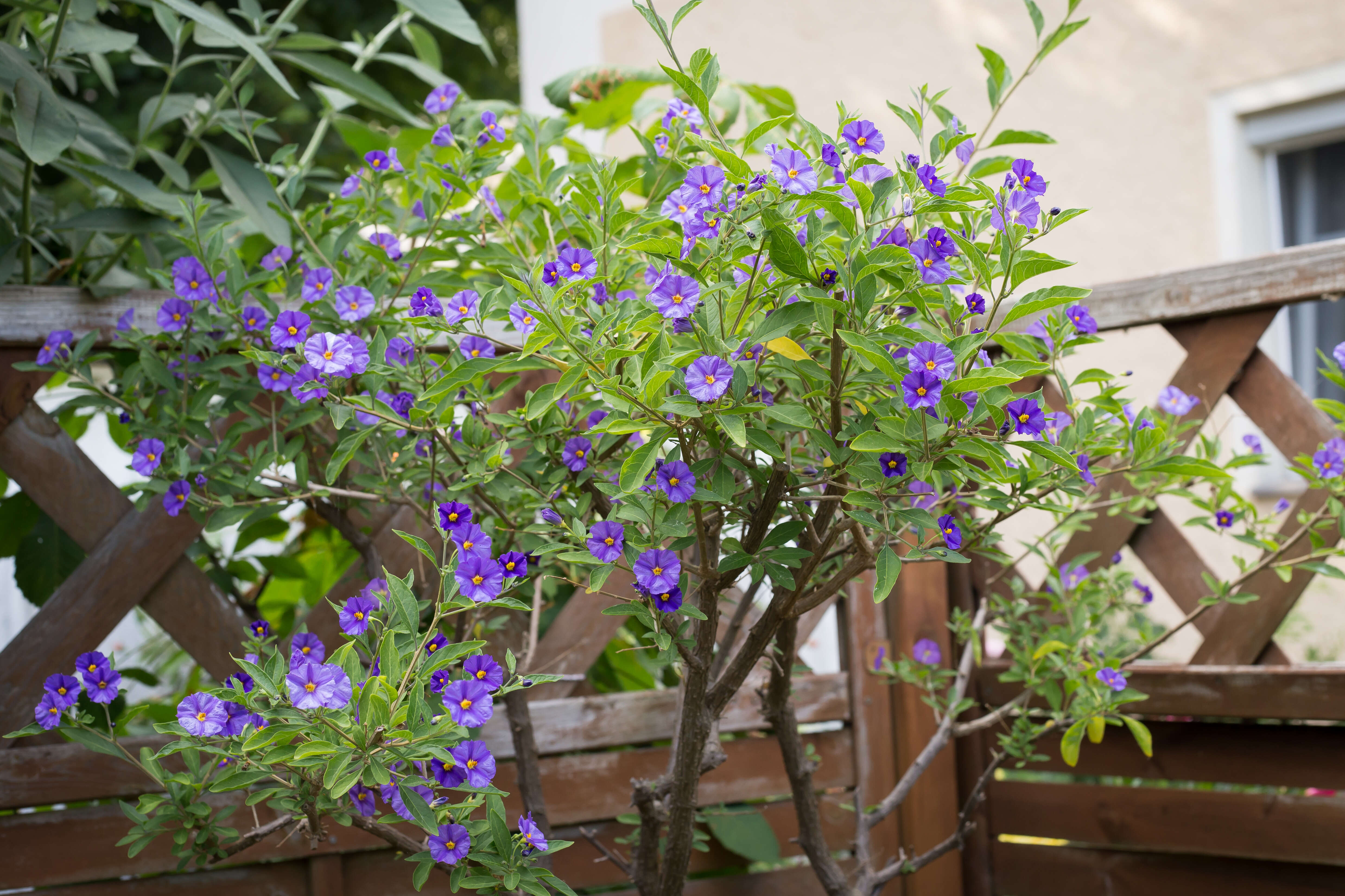 Image of Blue Potato Bush