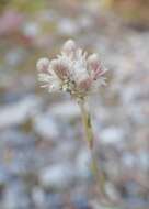 Imagem de Antennaria parvifolia Nutt.