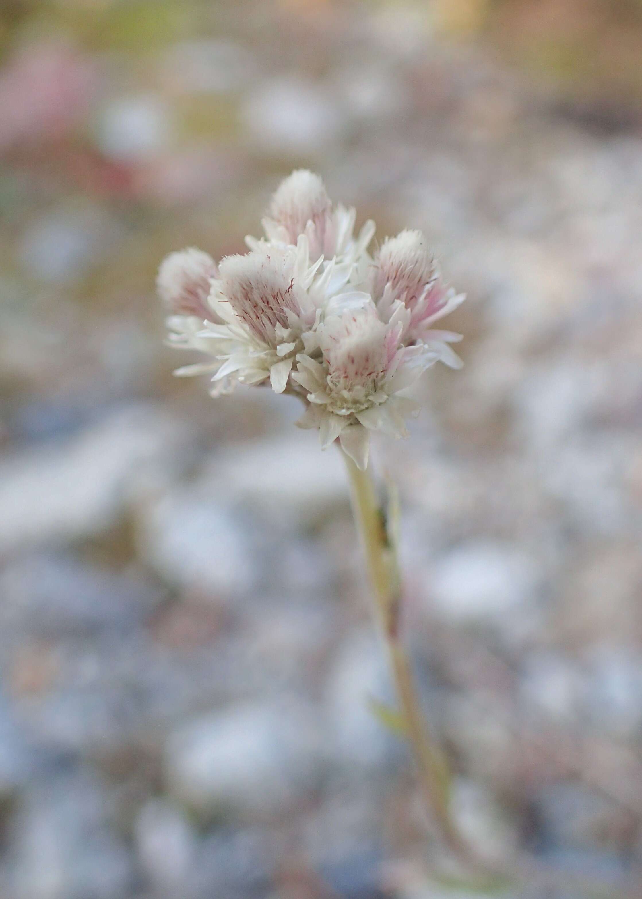 Imagem de Antennaria parvifolia Nutt.