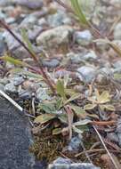 Imagem de Antennaria parvifolia Nutt.