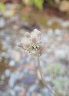 Imagem de Antennaria parvifolia Nutt.