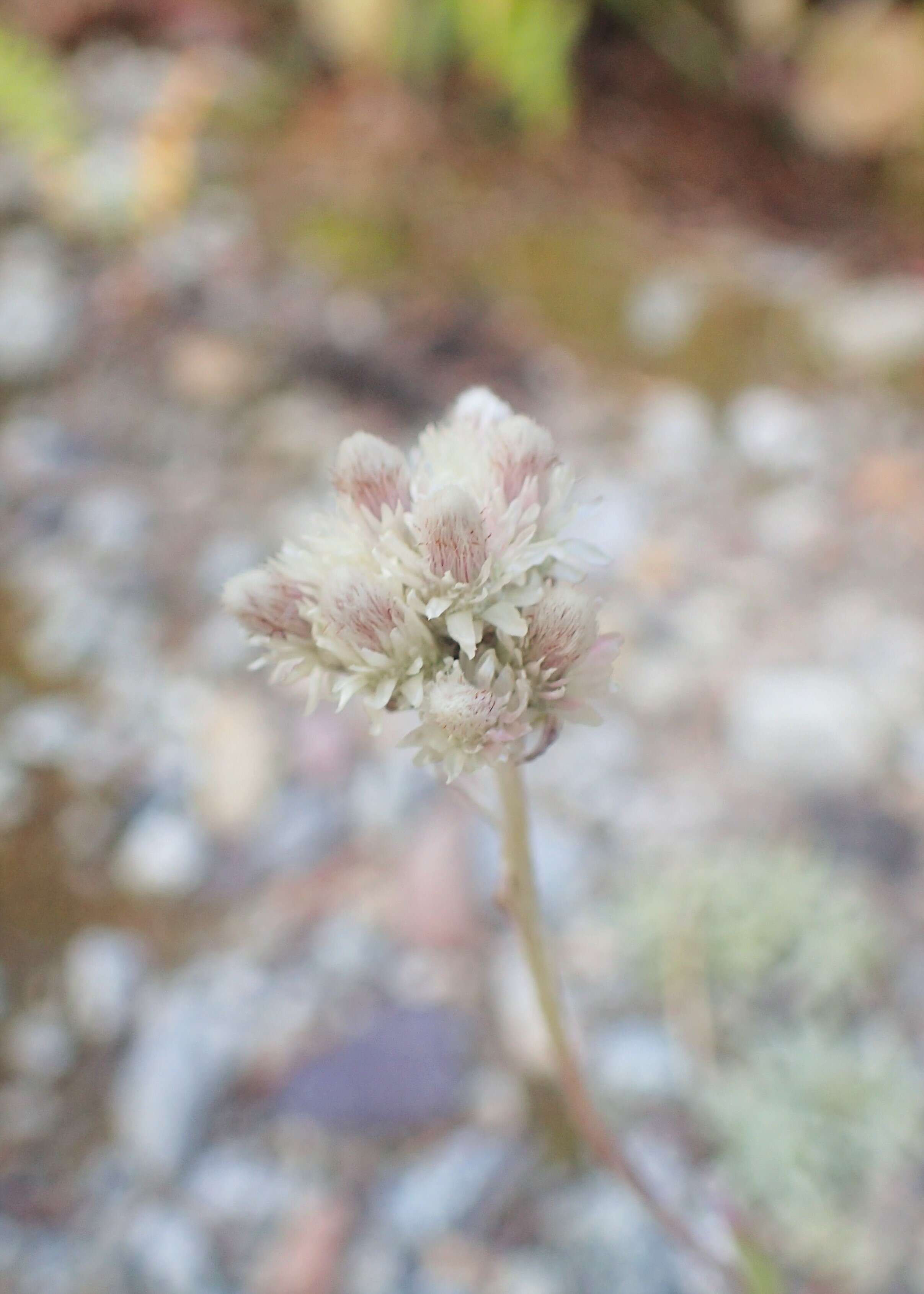 Imagem de Antennaria parvifolia Nutt.