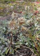 Imagem de Antennaria parvifolia Nutt.