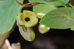 Image of Dutchman's pipe