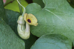 Image of Dutchman's pipe