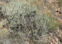 Imagem de Artemisia tridentata (Nutt.) W. A. Weber